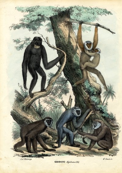 Gibbons, 1863-79 von Raimundo Petraroja